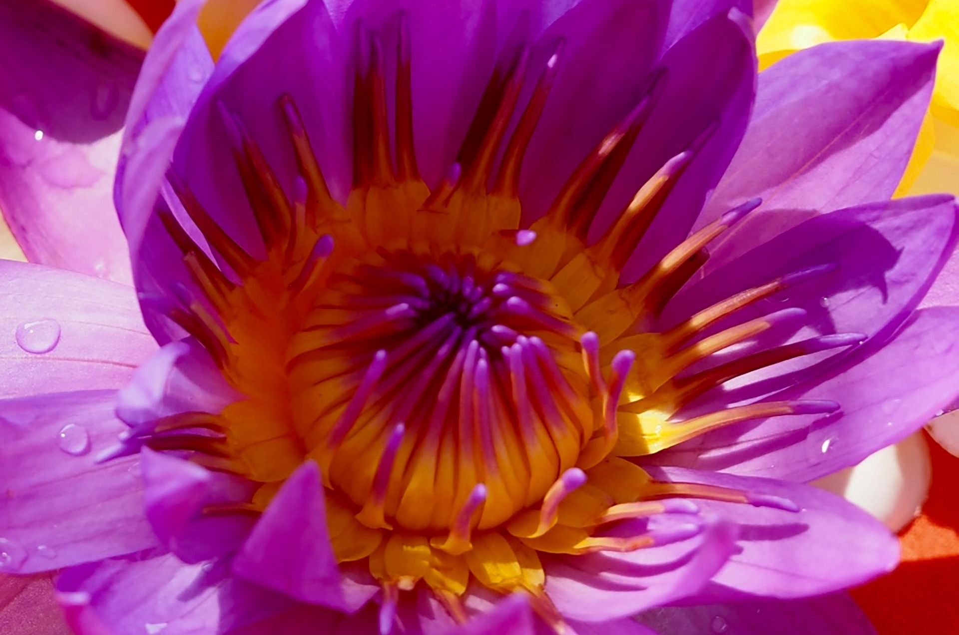 Wasserlilie Die Wasserlilien werden im Ayurveda Garden für Blütenbäder und als Tischdekoration genutzt.